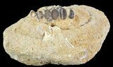 Pycnodus Crushing Mouthplate - Cretaceous Fish #64603-2